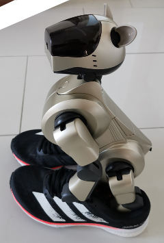 Aibo on Adios 5 shoes